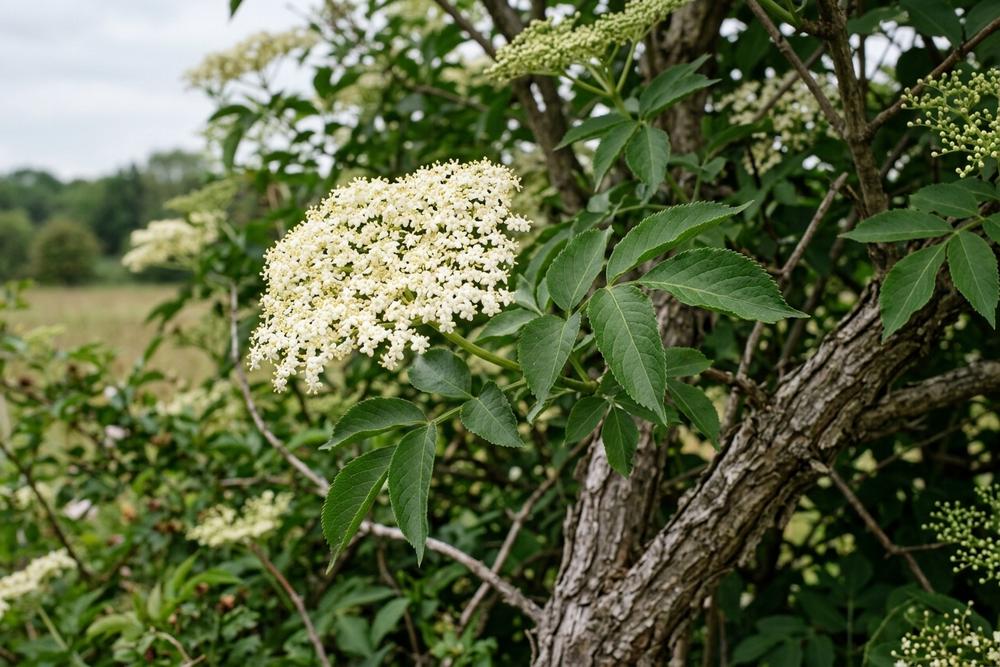 Botanical close-up of European elder Sambucus nigra woody shrub with opposite compound leaves and broad cream flower cluster